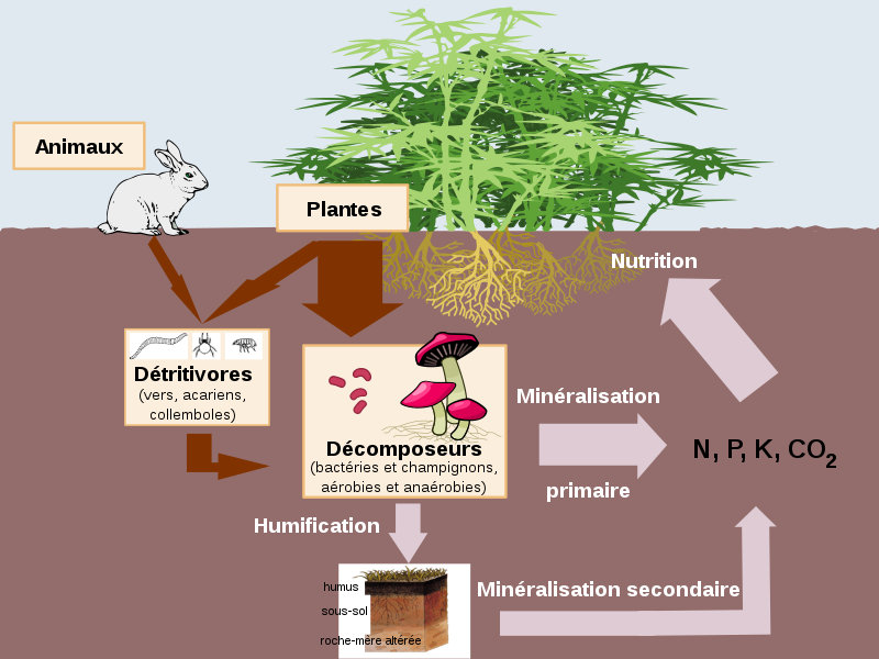 Article 4 Cycle mineralisation humification